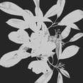 thumbnail image 2 of Hogan, Melody 20x20 White Modern Wood Framed Museum Art Print Titled - Botanical Dark 1, 2 of 4