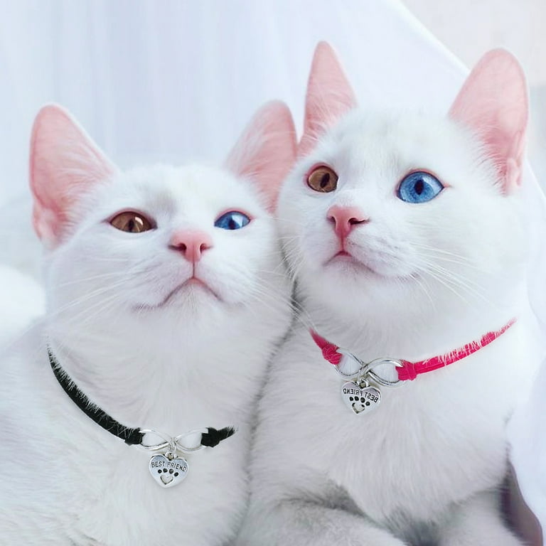 Cute kitten accessories online