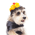 thumbnail image 1 of Disfraz Catrina Halloween Pet Pals Talla 1, 1 of 4