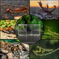 thumbnail image 2 of REPTI ZOO Mini Terrario de Acrílico para Reptiles, Tarántulas, Grillo, Araña, Caracol y otros Pequeños Animales, 8.5cm X 10.5cm X 6.5cm REPTI ZOO Mini Terrario de acrilico, 2 of 11