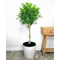 Weeping Fig-Danielle-Elegant indoor plant  10" Pot