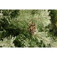 thumbnail image 6 of Fraser Hill Farm 6.5 Ft. Buffalo Fir Slim Artificial Christmas Tree with White Incandescent Smart Lights, FFBF065-3SN, 6 of 9