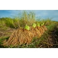 thumbnail image 6 of Organic Basmati White Rice, 1.5 Pounds — Non-GMO, Raw, Vegan, Kosher — by Food to Live, 6 of 6