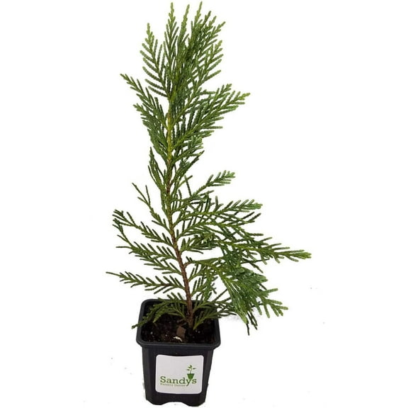 Cypress Leyland 3 Inch Pot