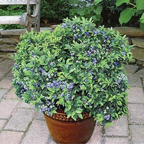 (1 Gallon) TOP HAT Dwarf Blueberry Bush Amazing Dwarf Variety. self