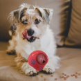 thumbnail image 2 of Puzzle Feeder Toy, Pet Slow Feeder, Snack Dispenser, Red-1pcs, 2 of 3