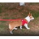 thumbnail image 3 of Kit Pechera Arnés Y Correa De Chihuahua Para Perros Y Gatos, 3 of 7