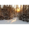 thumbnail image 2 of The Yellowstone Collection 18x13 Black Modern Framed Museum Art Print Titled - Sunrise through the lodgepole pine, Yellowstone National Park, 2 of 4