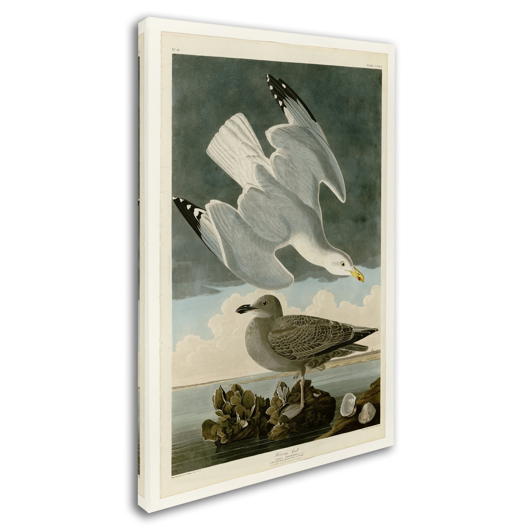 Audubon 'Herring Gullplate 291' Canvas Art