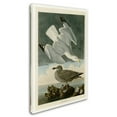 thumbnail image 2 of Audubon 'Herring Gullplate 291' Canvas Art, 2 of 3