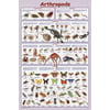 Laminated Arthropods Insect Educational Science Chart Poster Laminated Poster 24 x 36in By Feenixx Publishing