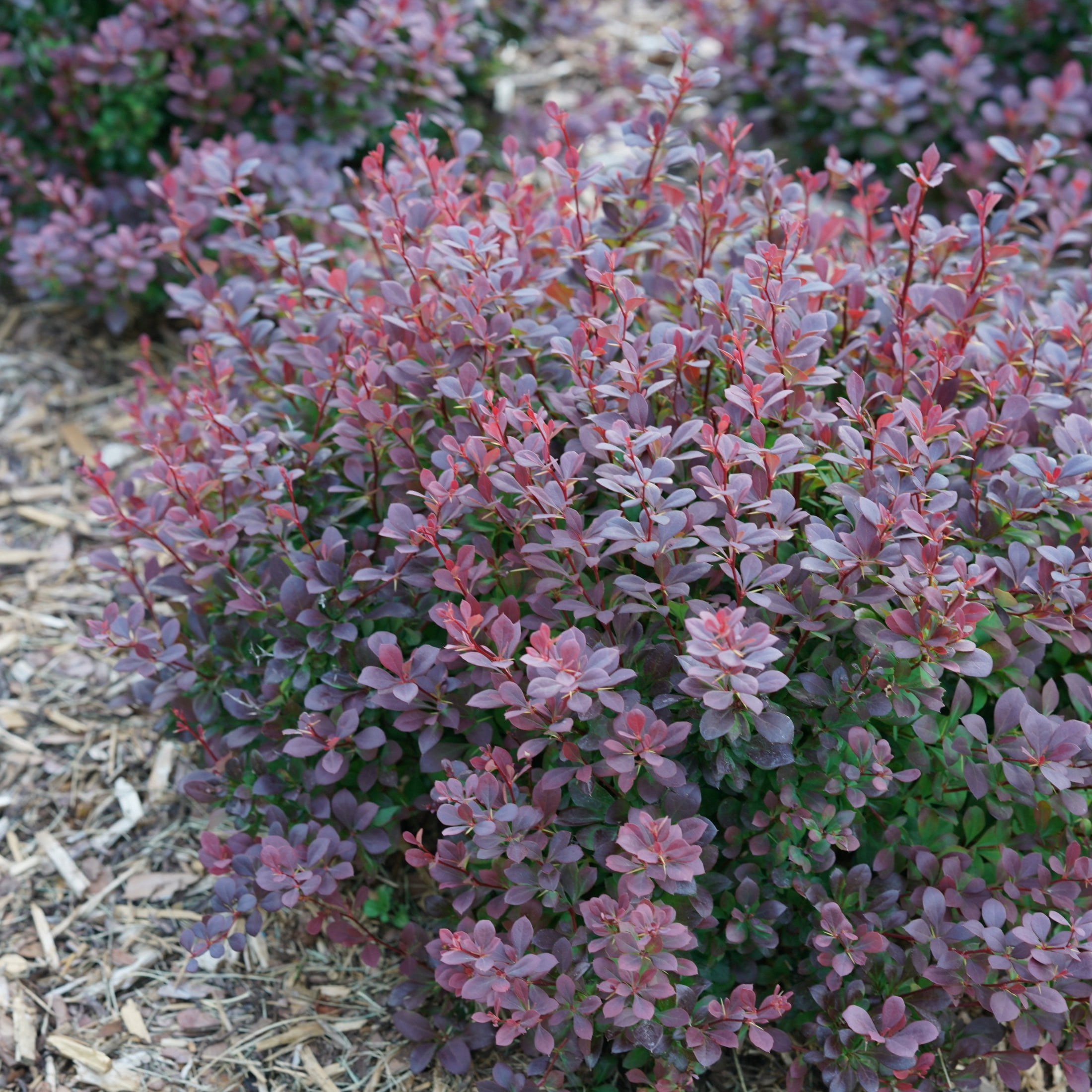 Proven Winners ColorChoice 5" Purple Sunjoy Todo Barberry Live Plant in 4.5" Pot (4 Count)