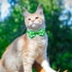 thumbnail image 4 of Decoraciones para el Día de San Patricio, Accesorios para el Día de San Patricio, Pajarita Verde para Gatos y Perros, Nuevos Tréboles de Cuatro Hojas Decorativos para Mascotas Pequeñas y Medianas, Paj, 4 of 6