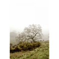 thumbnail image 3 of Blaustein, Alan 11x14 Black Modern Framed Museum Art Print Titled - Oak Tree - 43, 3 of 5