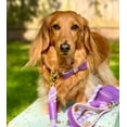 thumbnail image 3 of PoisePup Pet Dog 5ft Long Leash - Lavish Lavander, 3 of 7