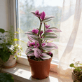 thumbnail image 6 of Tradescantia Nanouk, 1 Pack Rare Live Succulent Plant Fully Rooted in 4" Pot, Real House Plant for Indoor Outdoor Home Office Wedding Decoration Party Favor, 6 of 6