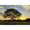 thumbnail image 2 of Posterazzi DPI12281760 Tree Silhouetted by The Sun at Dusk - Namibia Poster Print - 19 x 12 in., 2 of 4