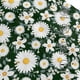 thumbnail image 3 of Fotbe White Daisies and Bee Gorro Clásico de Béisbol, Gorra Ajustable con Broche Snapback, Gorro de Exterior de Algodón Suave, 3 of 6