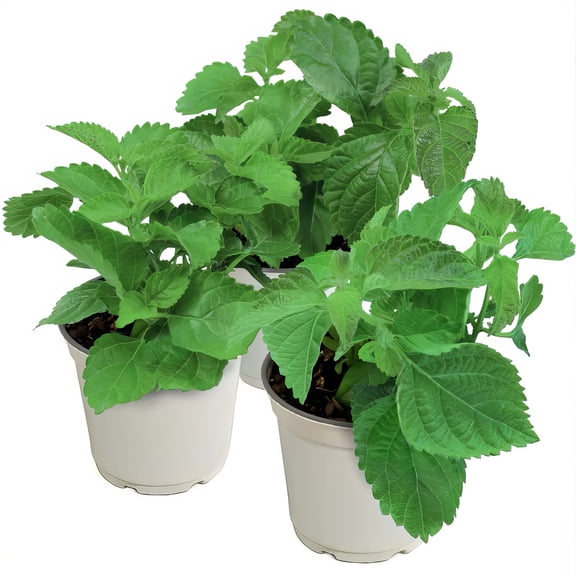 Live Annual 4" Lantana Lucky Lemon Glow (3-Pack) with Full Sunlight