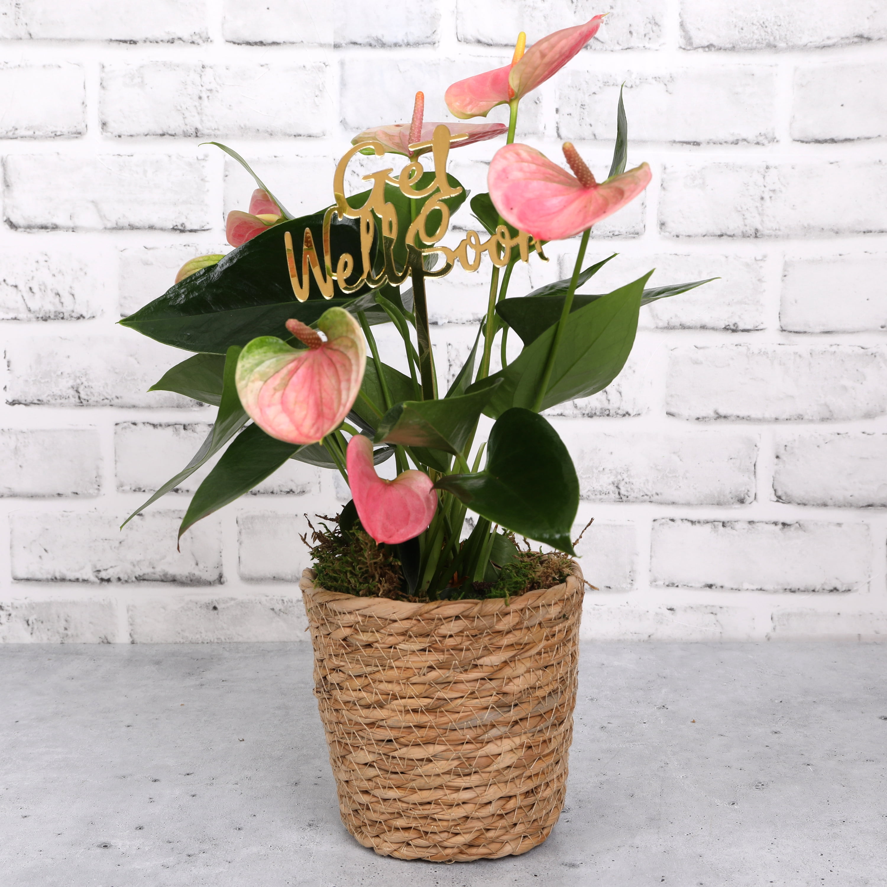 Green Circle Growers 5" Pink Anthurium in Seagrass Pot – Get Well Soon Gift