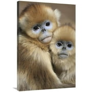 Global Gallery  24 x 36 in. Golden Snub-Nosed Monkey Juveniles Huddled Up Against Each Other to Keep Warm - Qinling Mountains - China Art Print - Cyril Ruoso