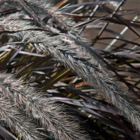 Set 2 Black Fountain Grass for Outdoor Gardening, Ornamental Fountain Grass Plant 4-8 Inches Tall