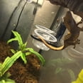 thumbnail image 4 of Cuenco De Comida Para Reptiles, Cuenco De Comida Para Reptiles, Contenedor De Cría De Insectos, Dispensador De Agua Para Colgar En La Pared Para Arañas, Lagartos, 4 of 8
