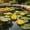 Yellow, variant on Fall Décor 1PC Floating Foam Lotuses Flowers And Lotuses Leaves Artificial Lotuses Flowers Water Lilies For Pond Pool For Spring Garden Decoration