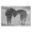 Tender Horse Bond Landscape, variant on Stupell Industries Rustic Lodge Sweet Nothings Bond Between Horses Canvas Art, 24 x 16, by Steve Toole