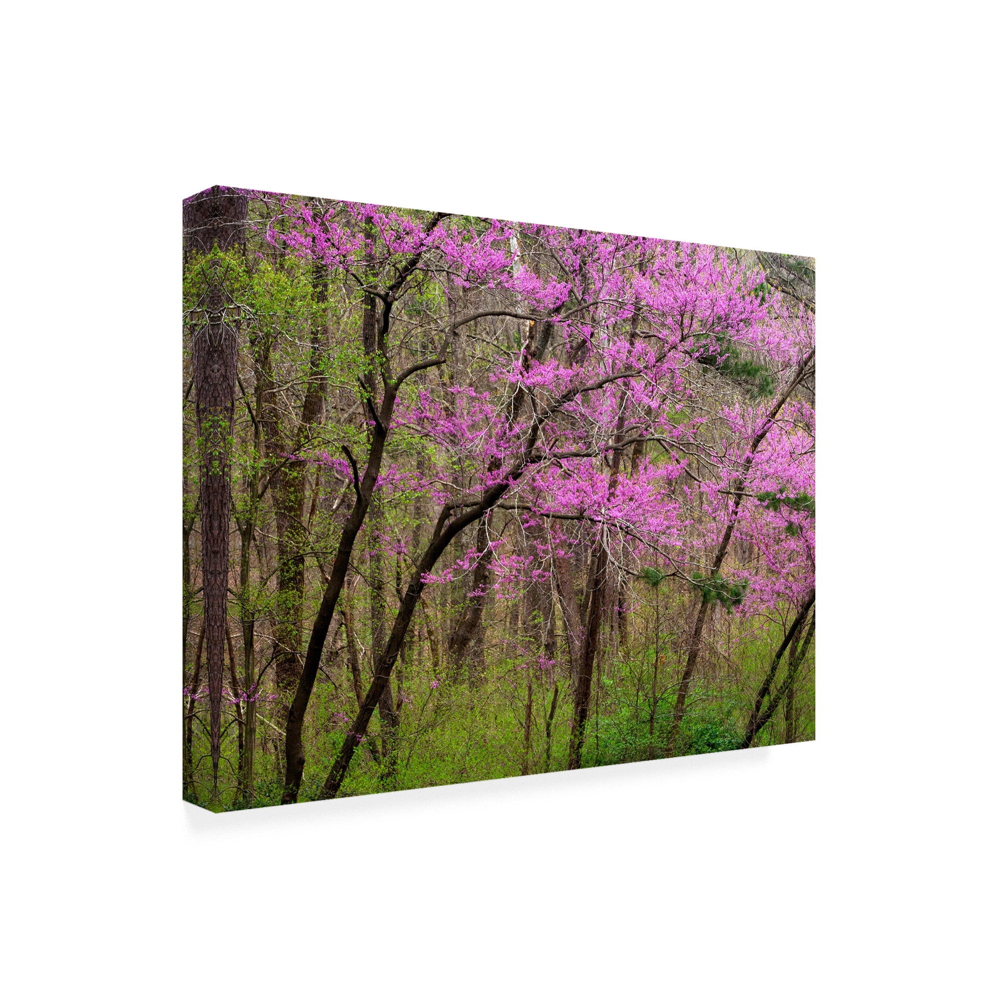 Trademark Fine Art 'Redbud Tree' Canvas Art by David Hammond