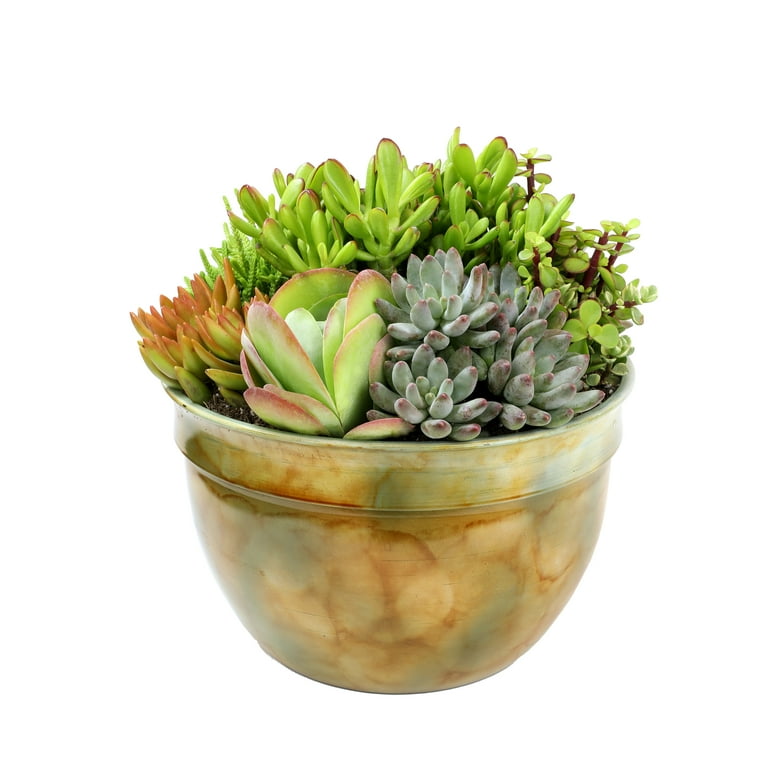 Element 6.5IN Assorted Succulent, Live Plants