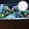 thumbnail image 2 of Shisuyan Fish Tank Accessories Acrylic Button Coral SPS Support 5Pcs 1.2x1.2x0.8in, 2 of 8