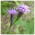 thumbnail image 1 of Everwilde Farms - 1 oz Dwarf Blazing Star Native Wildflower Seeds - Gold Vault Bulk Seed Packet, 1 of 3