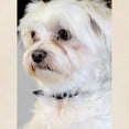 thumbnail image 2 of CafePress - Maltese / Maltese Mix Tote Bag - Unisex Canvas Tote Bag, Beige, 1-Piece, 2 of 7