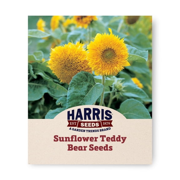 Harris Seeds Sunflower Teddy Bear, Ornamental Dwarf Sunflower, 250 Count