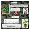 thumbnail image 3 of Semillas Hierbabuena Vita, 3 of 5