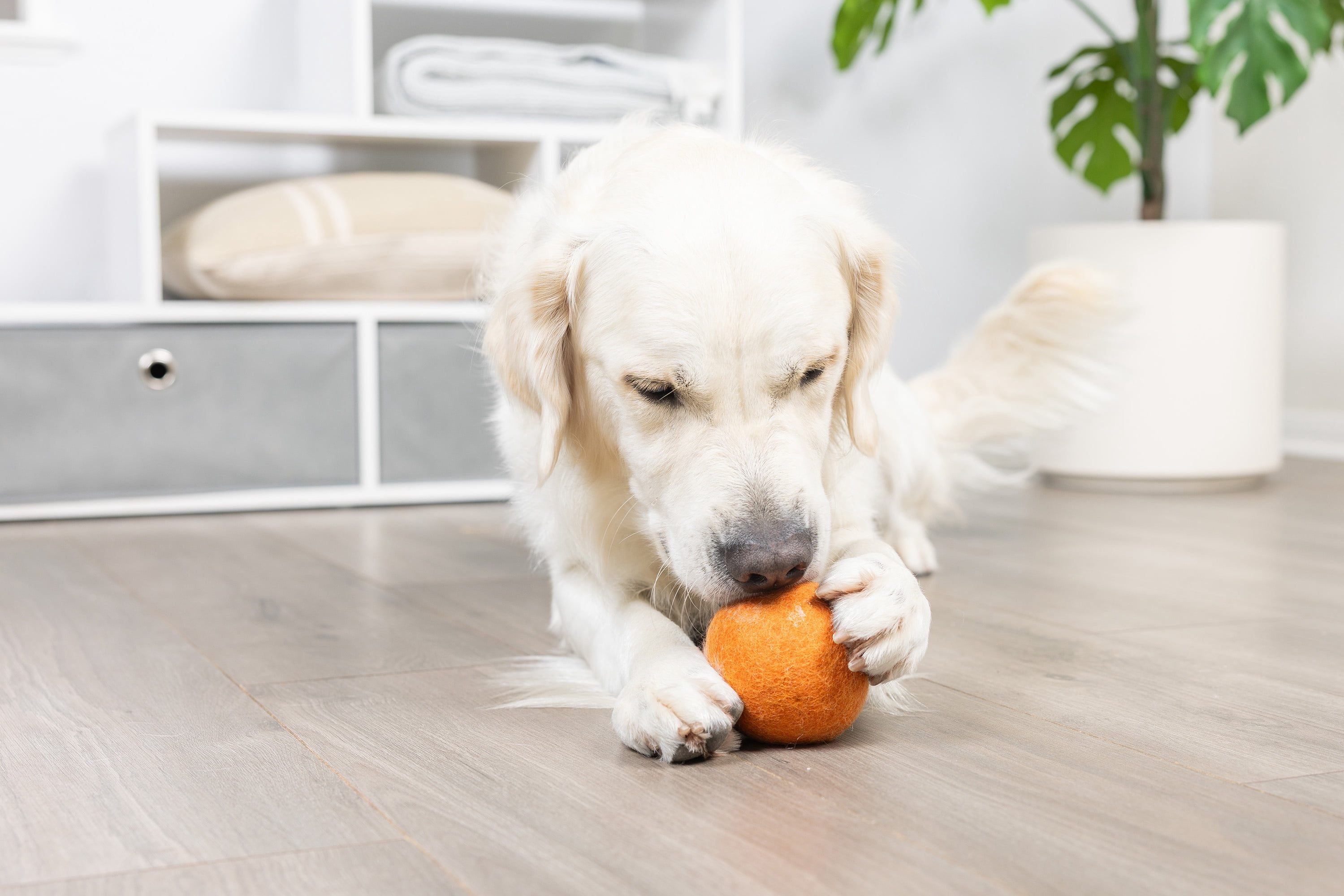 Chuckit! Wool‑ee Plastic‑Free Dog Ball, Large, Orange – All‑Natural Wool Indoor Toy for Dogs Up to 100 lb, Pack of 1