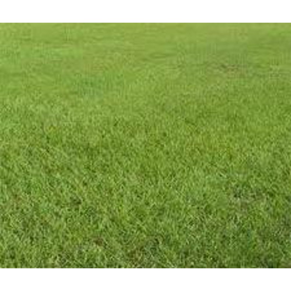 SeedRanch Pensacola Bahia Lawn Grass Seed Raw 1 Lbs.