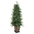 thumbnail image 2 of Northlight Real Touch™️ Pre-Lit Potted Oregon Noble Fir Slim Artificial Christmas Tree - 6' - Warm, 2 of 6