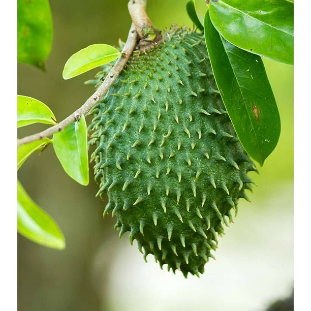 Guanabana Graviola Soursop Tree Plant 1 Gallon Walmart Com Walmart Com Guanabana Graviola Soursop Tree Plant 1 Gallon Walmart Com Walmart Com