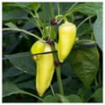 thumbnail image 4 of Everwilde Farms - 50 Hungarian Sweet Wax Sweet Pepper Seeds - Gold Vault Seed Packet, 4 of 5