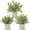 Sage Green, variant on 3 Pack Mini Potted Fake Plants Artificial Plastic Eucalyptus Plants Topiaries for Home Office Desk Farmhouse Shelf Room Bathroom Decor(Sage Green)