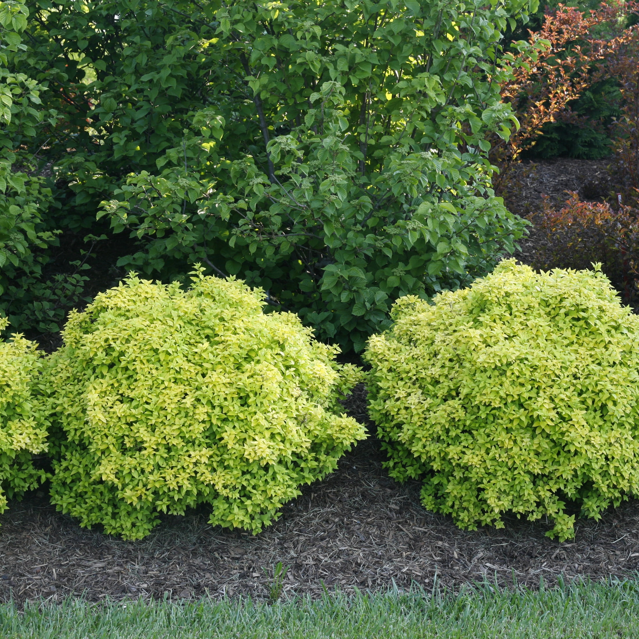 Proven Winners ColorChoice 5" Yellow Sunjoy Citrus Barberry Live Plant in 4.5" Pot (4 Count)