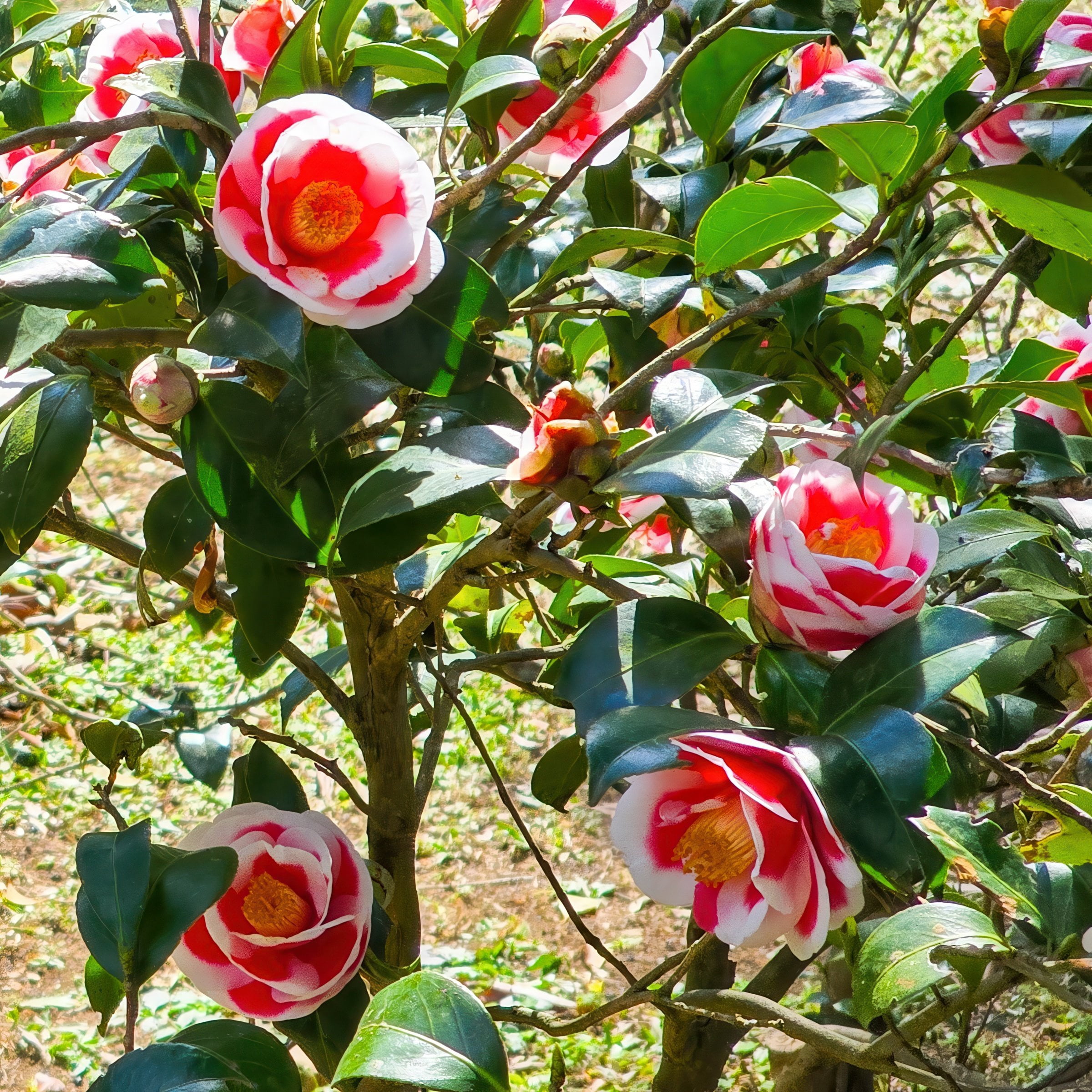 National Plant Network 3 gal. Camellia Japonica Sadaharu Oh Shrub