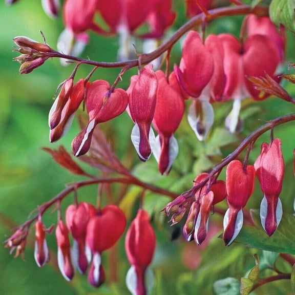 25 Valentine Bleeding Heart Seeds