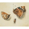 thumbnail image 3 of Giovanna Garzoni 23x20 Black Modern Framed Museum Art Print Titled - Two Butterflies and Another Insect, 3 of 5
