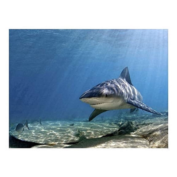 Bull Shark Edible Image Icing Cake Topper for Quarter Sheet Cake, by TNCT