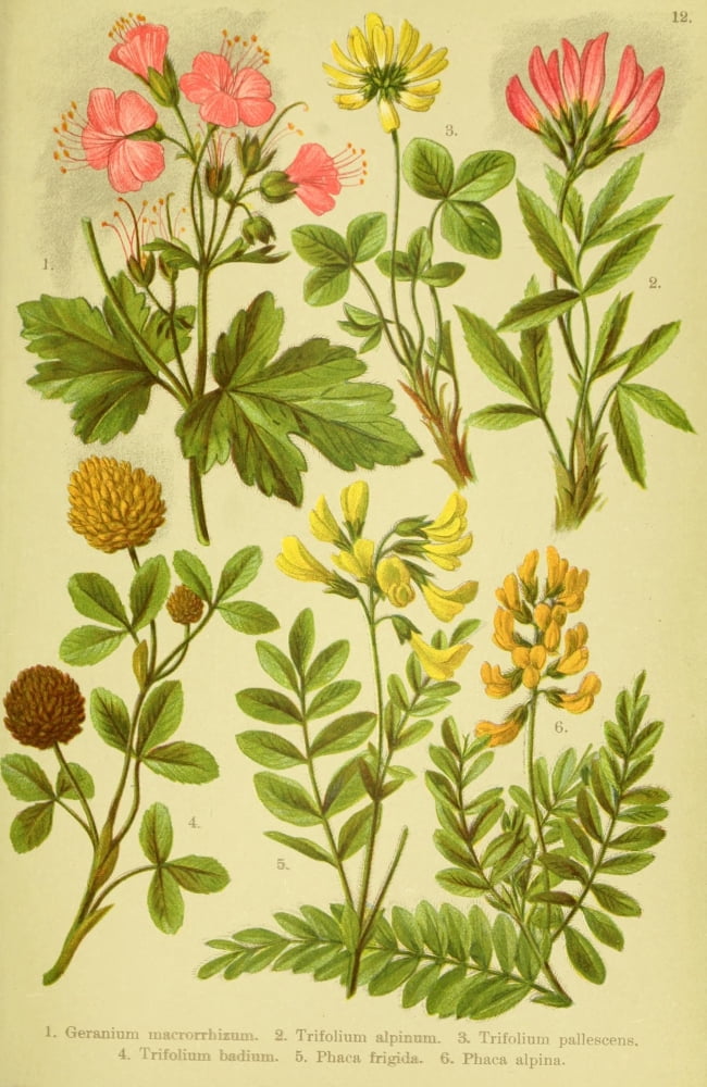 Alpen-flora Fôø?r T