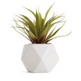 thumbnail image 1 of Bornbridge Artificial Succulent - Fake Succulent in Planter - Faux Succulent with Ceramic Geometric Planter - Artificial Potted Plant (1 Pack, Mini Agave), 1 of 3