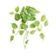 thumbnail image 5 of Hojas falsas Cateissary vides plantas colgantes artificiales 50*40cm 2Conjunto, 5 of 6